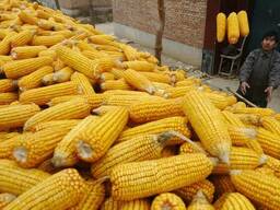 CORN