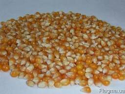 Зерно кукурузы для попкорна