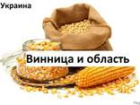 Куплю кукурузу Винница - фото 3