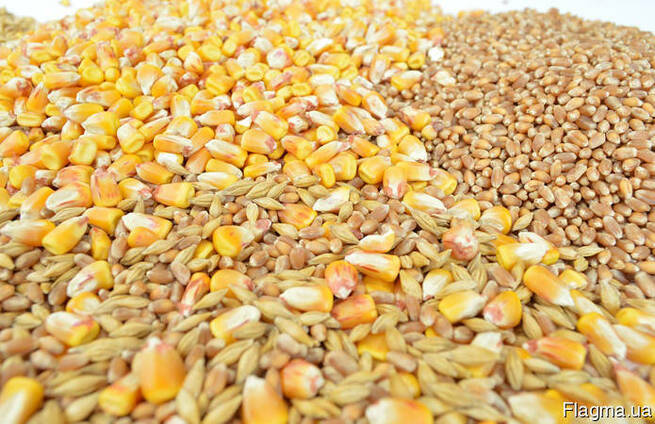 Кукурузу и пшеницу битую, ячмень, рожь.