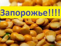 Куплю Горох Запорожье Украина