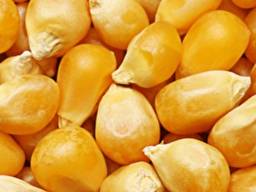 Купим кукурудзу і відходи кукурудзи