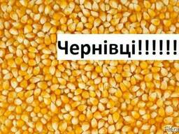 Куплю Кукурузу Черновцы Украина