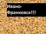 Куплю ячмень Ивано-Франковск Украина - фото 1