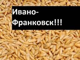Куплю ячмень Ивано-Франковск Украина
