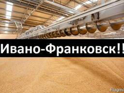 Куплю Пшеницу Ивано-Франковск Украина