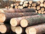 Купим на экспорт в Испанию лес, выслушаем все предложения. .. - фото 2