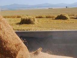 Ищем прямого поставщика пшеницы на экспорт