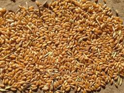 Купим пшеницу фуражную