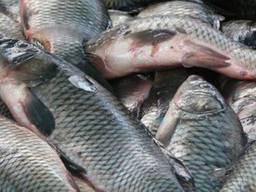 Купим рыбу без посредников