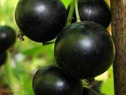 Купим смородину