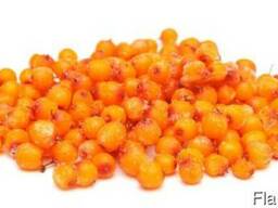 Купим замороженную облепиху