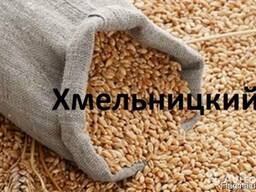 Куплю Пшеницу Хмельницкий Украина