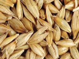 Купляємо жито для виробництва борошна