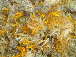 Куплю Арніку