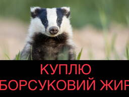 Куплю Борсуковий Жир