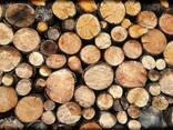 Куплю дрова оптом - фото 1