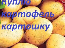 Куплю Картоплю , Картошку посадкову. Цибулю в сітках.
