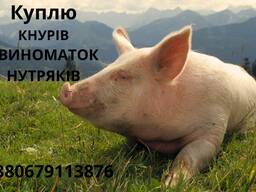 Куплю КНУРІВ, СВИНОМАТОК, НУТРЯКІВ