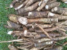 Куплю Корніь Аіру, Хрону, Алтею