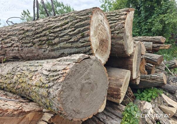 Куплю кругляк Тополі чорної