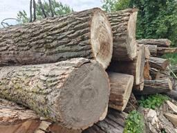 Куплю кругляк Тополі чорної