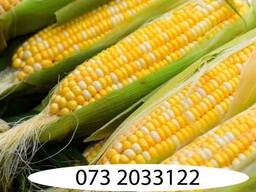 Куплю Кукурудзу на Ізмаїл