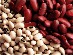 Куплю квасолю оптом