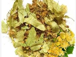 Куплю: липовий цвіт 500 кг на експорт