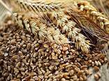 Куплю пшеницю - фото 1