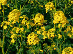 Куплю РІПАК по всій Україні