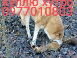Куплю шкури куниці
