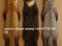 Куплю шкури куниці