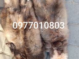 Куплю шкури куниці