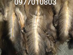 Куплю шкури куниці