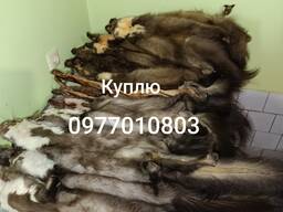 Куплю шкури куниці , видри, бобра, лисиці..
