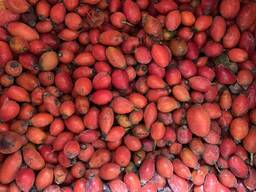 Куплю Шипшину