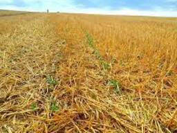 Куплю солому соя (бобових культур) у тюках або в мішках