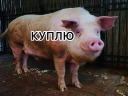 Куплю свиней, свиноматок, кнурів, відбраковку живою вагою по всій Україні .