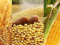 Куплю у господарств без посередників пшеницю, сою, сорго (біле, червоне)