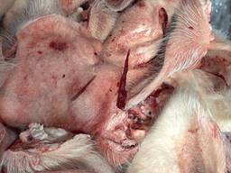 Куплю Вуха свинячі не оброблені