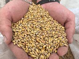 Куплю ячмінь