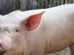 Куплю здор сухої заморозки свінної