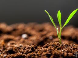 Куплю земельний пай (с/г призначення)