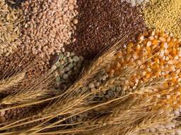 Куплю зернові та олійні культури