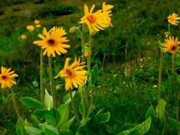 Куплю арника цвет мелким оптом