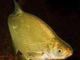 Куплю без посредников лещ, тарань, густера, чехонь. Опт. Сам