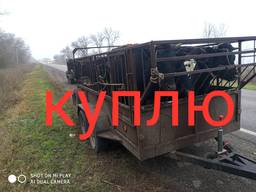 Куплю быков коров тёлок