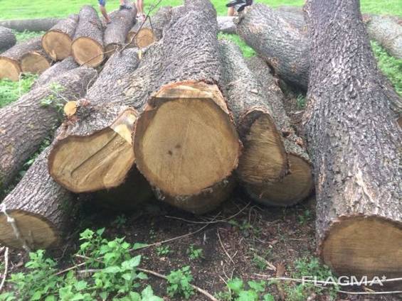 Продам кругляк ясеня 1 2 3 сорт