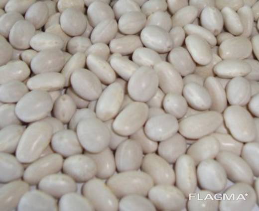 Фасоль на переработку куплю